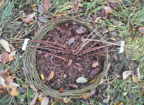 Подготовка гортензии крупнолистной к укрытию. Фото Анны (Annakom73)