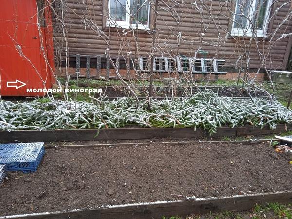 Виноград зимует без снятия с опоры. Фото Натальи Т (28101959NaTa)