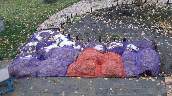 Гейхеры смотрят зимние сны под перинами из дубовых листьев. Фото Надежды (Nadezhda_Siberia)