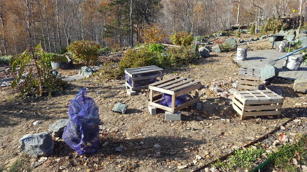 Укрытие молодых хвойных. Фото Надежды (Nadezhda_Siberia)