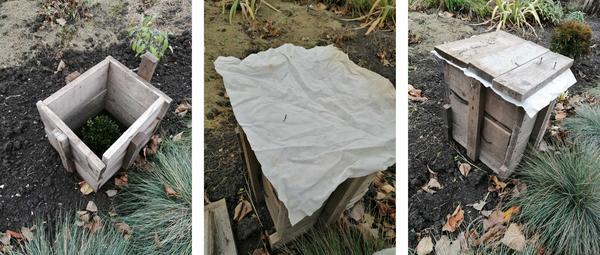 Самшит зимует в "тумбочке". Фото Ксении (kseni)