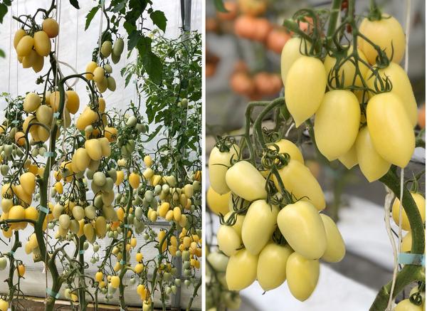 Томат Белая звезда