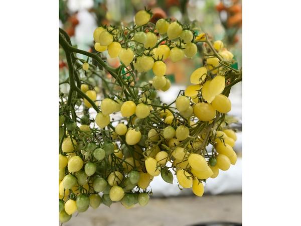 Томат Звездочет