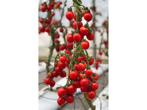 Томат Ранний красный