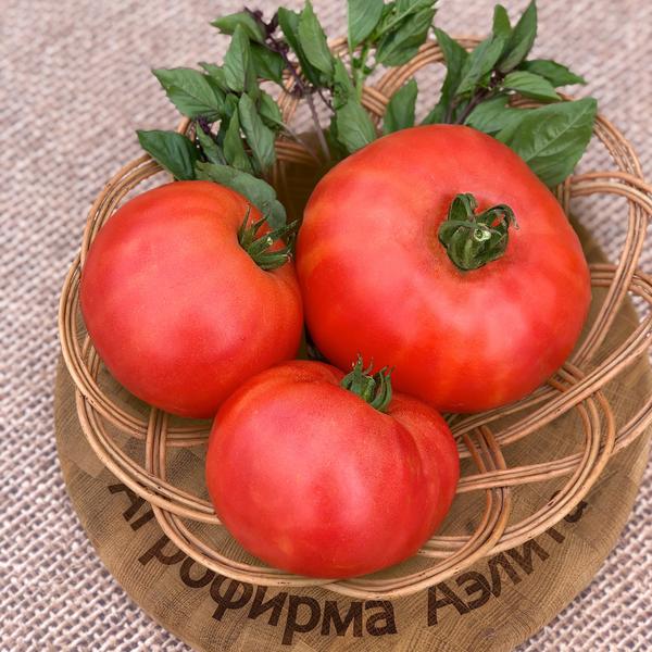 Томат Буцефал F1