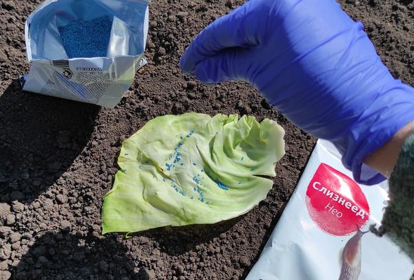 В качестве приманочных площадок можно использовать свежие листья капусты