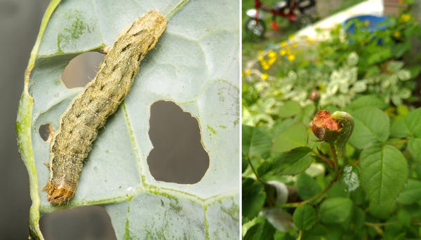 Капустные совки предпочитают капусту (слева), но могут вредить и другим растениям. В том числе их можно встретить на розах (справа)