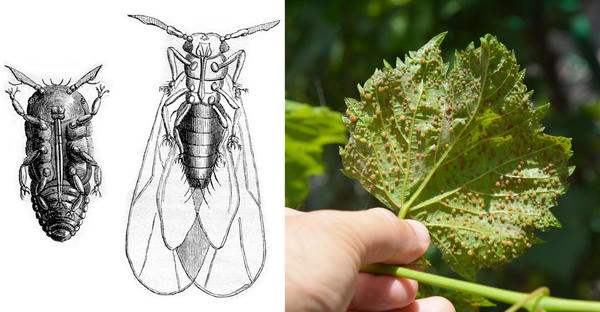 Филлоксера опаснейший вредитель винограда