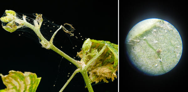 Паутинный клещ на винограде. Справа при большом увеличении