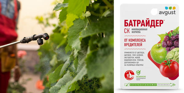 Батрайдер защитит виноград от комплекса вредителей