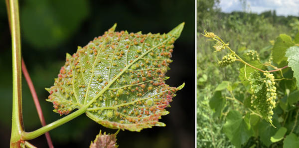 Такие галлы на листьях результат действия листовой формы филлоксеры