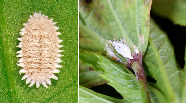 Виноградный мучнистый червец