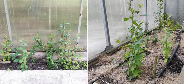 Поросль сливы, которую спилили в прошлом году. Корни, проникшие из-за забора, дали побеги в теплице и около нее. Фото автора