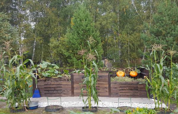 Красивый и функциональный компостер. Фото Надежды (Nadezhda_Siberia)