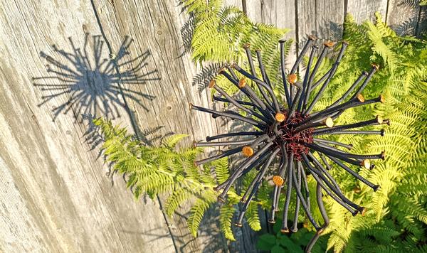 Одуванчик № 1. Фото Екатерины Грак (katygrak)