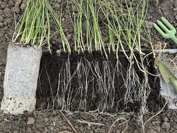 При пересадке достаточно осторожно развернуть конструкцию и аккуратно достать рассаду без вреда для корневой системы