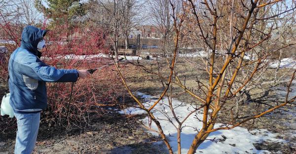 От яблонной медяницы яблони опрыскивают ранней весной препаратами Профилактин Лайт или Профилактин Био