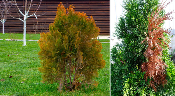 Слева: туя Brabant. Справа: солнечный ожог туи