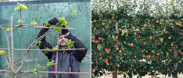 Работы по устройству шпалерной изгороди нельзя назвать простыми, однако результат, несомненно, будет радовать взгляд
