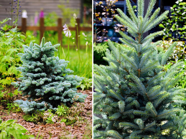 Ель колючая. Слева: Glauca Globosa. Справа: Fat Albert