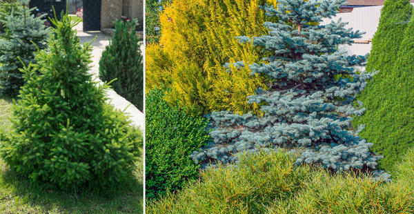 Слева: молодая ель обыкновенная. Справа: ель голубая в составе композиции