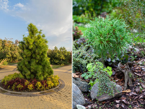 Сосна веймутова может быть очень разной. Справа: сорт Tiny Curls