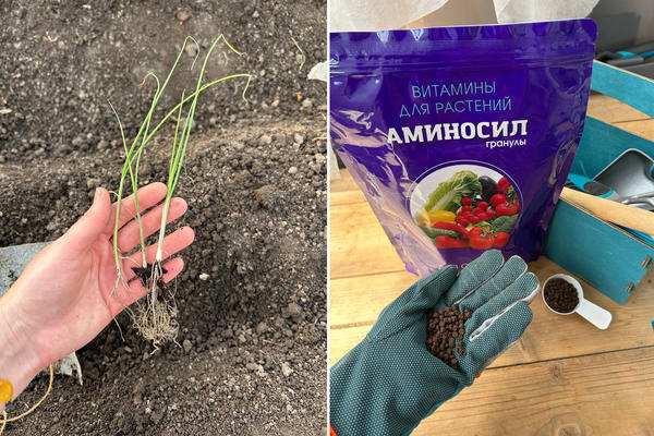 При посадке лука добавляем Аминосил в гранулах