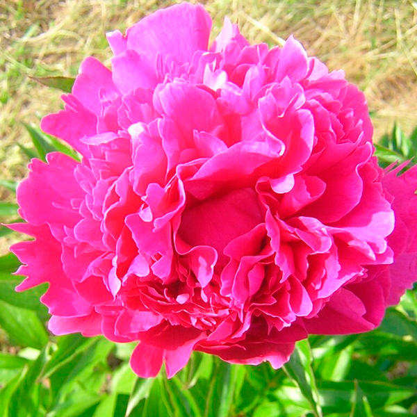 Цветок пиона Linne (Линней). Фото с сайта ru.m.wikipedia.org