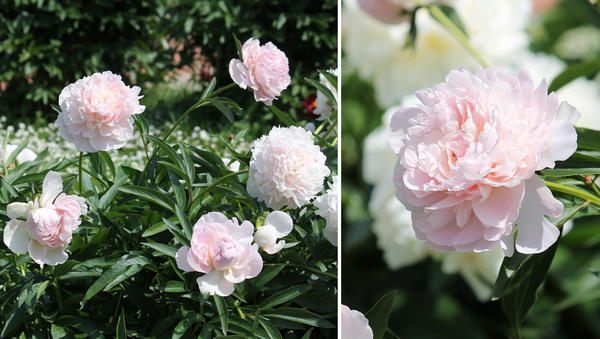 Сорт Madame Calot (Мадам Кало) – полушаровидный пион