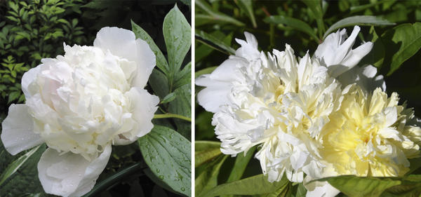 Слева пион Madame de Verneville, справа — Duchesse de Nemours. Фото автора