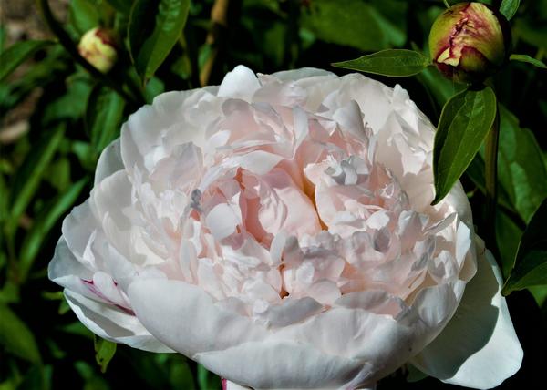 Сорт La Lorraine (Ля Лорейн) — кремовые шапки с розовым насыщением к центру. Фото с сайта