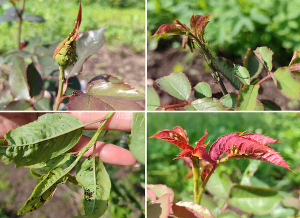 Тля на розах и черешне в нашем саду