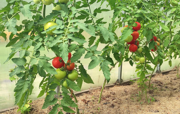 Летние подкормки томатов