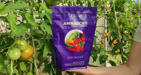 Гранулы Аминосил для овощей - это питание томатов в формате долгоиграющей поддержки