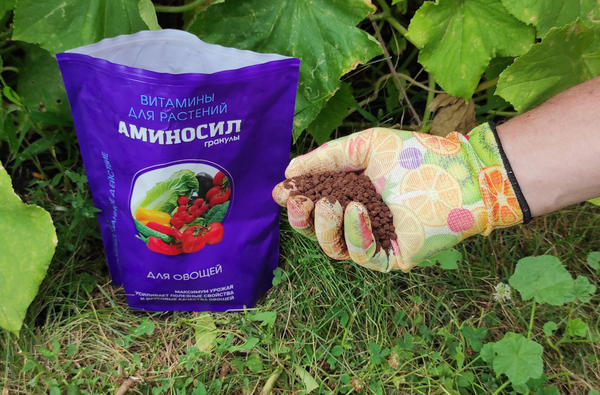Идеально - внести гранулы Аминосила для овощей под мульчу