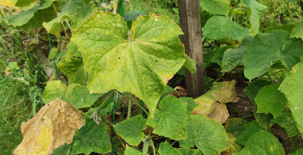 К августу растение начинает сдавать