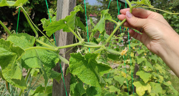 Огурцы в августе