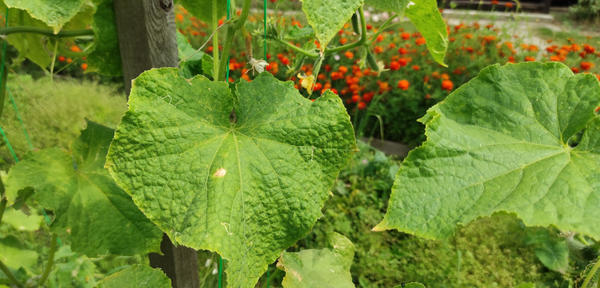 Стареющий лист огурца