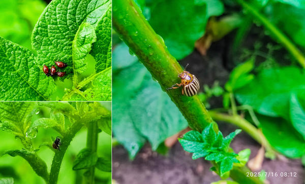 Колорады в этом году явились как по расписанию