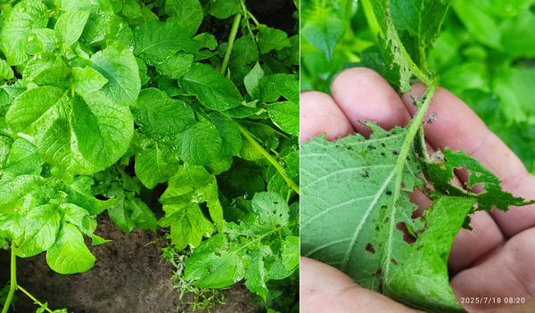 Спустя двое суток на ботве не осталось ни одного вредителя