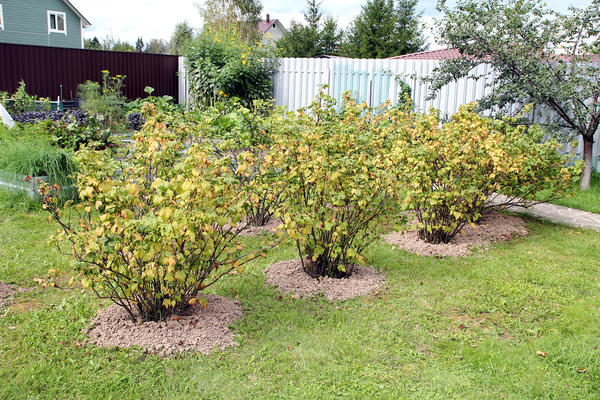 Смородина в конце сезона