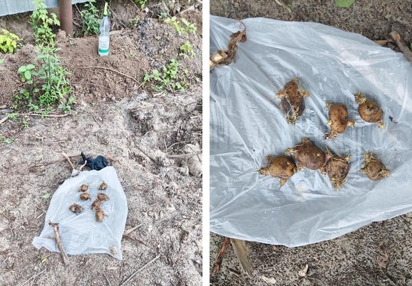 Обработанные клубни