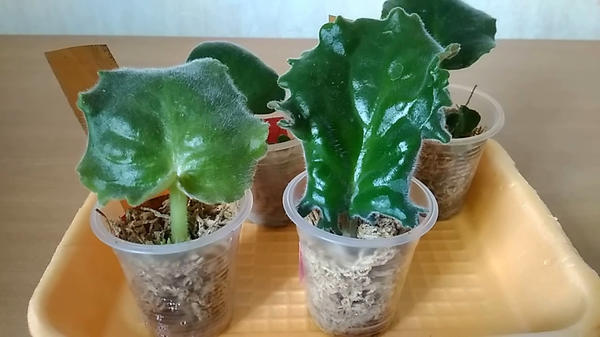 Детки фиалки в сфагнуме. Стоп-кадр из видеоролика канала Мисс Фиалка