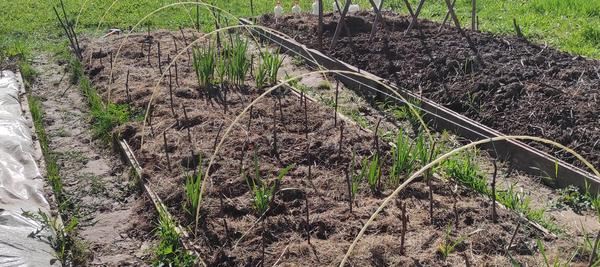 Чеснок и немного лука ранней весной. Фото Анны (Annakom73)