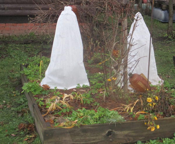 Индивидуальное укрытие Зимний домик надежно защищает растения от зимних невзгод. Фото Натальи (28101959NaTa)