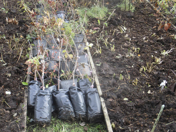 Саженцы подготовлены к зимовке. Фото Натальи (28101959NaTa)