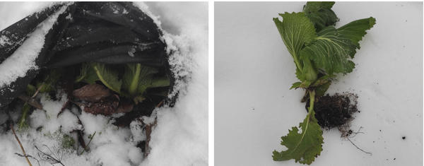 Салат спокойно ждет, когда его сорвут. Фото Анны (Annakom73)