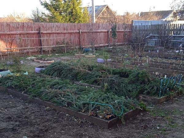 Укрытие роз лапником. Фото Натальи (28101959NaTa)