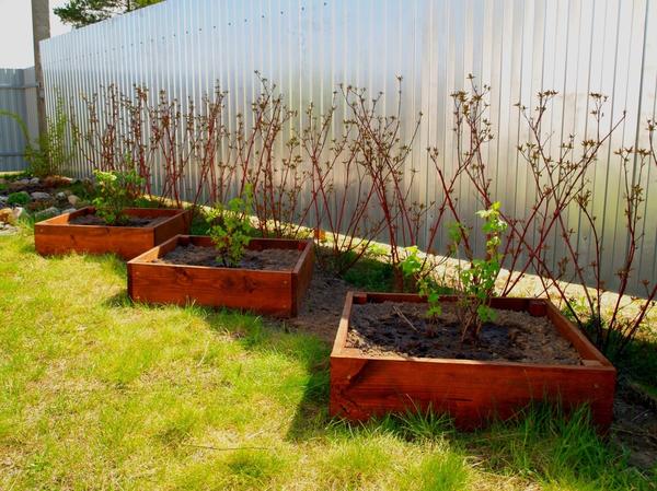 Грядки-коробочки для плодовых кустарников. Фото Захаровой Ольги (ZaharowaOlga)