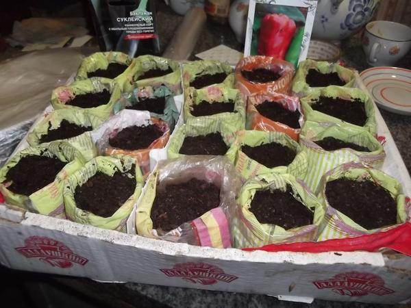 Умные стаканчики для рассады из хлебных пакетов. Фото Наташи Петровой (NatashaPetrova)